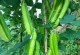 四角豆种植全攻略（时间、方法、技巧全解析，让你轻松掌握）