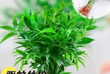 探寻常绿植物的美丽与奥秘（探索常绿植物的生长环境、特点和利用价值）