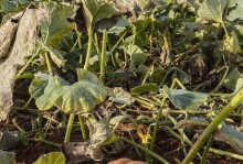南瓜种植时间与技巧（掌握南瓜种植的最佳月份，轻松享受丰收盛宴）