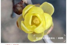 腊梅花的开花季节及开花次数（了解腊梅花的生长特点，保护花卉多开花）