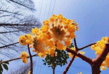 如何养护结香树，让它长得更好（从土壤管理到剪枝护枝，让结香树成为园中的瑰宝）