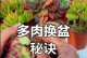 黄金草多肉换盆技巧大揭秘（打造健康美丽的黄金草多肉家庭）