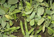 蚕豆种植全攻略（时间、方法、注意事项详解）
