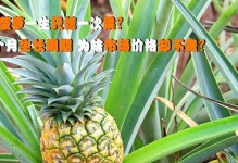 菠萝的生长环境和种植条件（生长地点、土壤要求及气候条件）