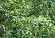 家庭种植核桃树的方法与技巧（打造丰收的居家果园，让幸福滋润你的生活）