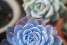 多肉植物石莲属的养护技巧（探索多肉植物的奇妙世界——以石莲属为例）
