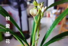 黄兰花的花期与开花频率（探究黄兰花的开花习性及注意事项）