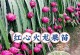 如何种植火龙果籽？（从选种到成长全攻略，让你轻松打造自己的火龙果花园）