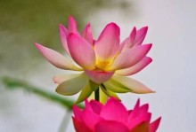 荷花的开花季节、花语寓意与魅力（深入探究荷花开花时间、神秘的花语含义和令人陶醉的美丽景象）