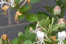 金银花水养方法详解（适合家庭盆栽的金银花养殖技巧）