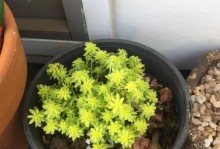 万年草过长怎么办？（掌握正确的修剪技巧，让万年草恢复健康生长）