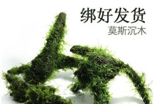 莫斯水草的耐寒能力（探究莫斯水草在低温环境下的适应能力）