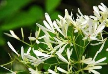 夜来香是什么？——揭秘这个神秘的花草（夜来香的分类、特点、分布、养殖与利用）