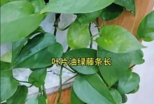 如何科学合理地给绿萝补充肥料（了解绿萝的肥料需求，为其提供全面营养）
