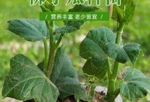 佛手瓜的种子能否种植？（佛手瓜的种子的特点和种植方法）