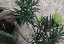 罗汉松的摆放禁忌（掌握摆放讲究，让罗汉松更健康）