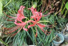 黄色彼岸花的毒性和室内养殖（了解彼岸花的毒性，安全养殖与繁衍）