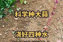 以水养殖大蒜——提高产量的关键（水培大蒜的种植技术与方法）