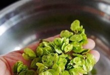 榆树种子的营养与食用方式（探究榆树种子的营养成分和多种食用方式）