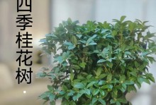 桂花盆栽的种植与养护（好养又好看的桂花盆栽，不容错过！）
