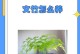 文竹长出长枝条的处理方法（有效管理文竹长枝条，保持植物健康生长）