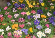 报春花的水分管理（春夏秋冬，每个季节都需适量浇水）