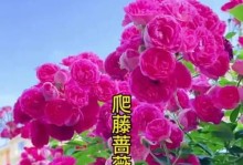 以啬微花的养殖技巧（打造繁花似锦的啬微花园）