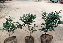 茶梅的养护指南（以茶梅为主题，分享如何正确养护茶梅的技巧）