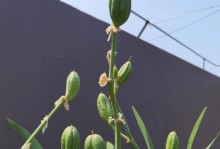 鸢尾花的种植溲疏技巧（打造迷人花坛，从鸢尾花开始）