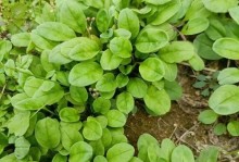红薯是多年生植物（探究红薯的生长特点及栽培技巧）