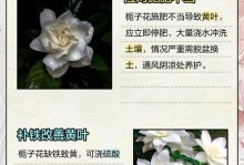 栀子花叶子变形的处理方法（教你轻松解决栀子花叶子变形问题）