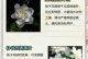 栀子花叶子变形的处理方法（教你轻松解决栀子花叶子变形问题）