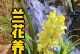 《兰花开花后的处理方法》（如何正确处理兰花的开花期）