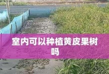 黄皮果树的剪枝时间、技术与管理（培养丰收优质的黄皮果树）