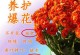 长寿花为什么会打蔫？如何处理？（长寿花打蔫的原因及解决方法，让你的长寿花再次焕发生机）