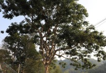 广东适合种植哪些树？（探寻广东的树种特点与适宜环境）