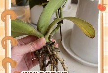 如何正确养护蝴蝶兰新根？（养护蝴蝶兰新根的关键步骤及技巧）