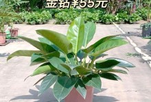 金钻花喜阳还是喜阴？（探究金钻花的光照需求，为您解决养护难题）