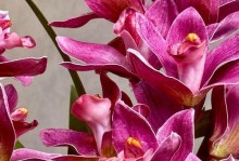 室内花的养护指南（打造舒适室内环境，让花儿欢乐绽放）