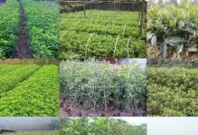 揭秘（桂花树的繁殖方法及嫁接技巧）