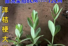 如何种植洋桔梗（一盆种几颗？如何养护？常见问题解答）