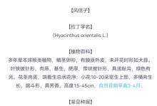 风信子香味有毒吗？（了解风信子的毒性及防范措施）