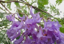 蓝花楹的生态特征与生长环境（探索蓝花楹的生长特点与适宜环境）