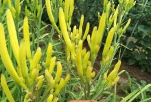 黄花菜开花时间及季节（春季黄花菜盛开，夏季为采摘时节）