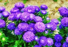 翠菊花开时间及其魅力（探秘翠菊开花时间的奥妙与美丽）