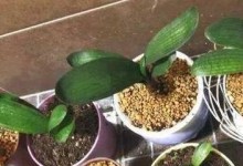 废油浇花全攻略（废油浇哪些花？浇什么花好？）
