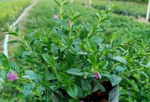 大满天星发芽后的养护秘籍（揭秘大满天星发芽后的照料技巧，让您的花朵绽放生机）