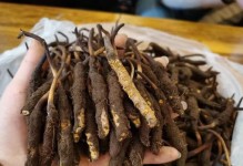 如何正确保存冬虫夏草（保质期更长，营养更丰富）