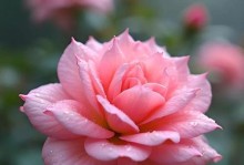 属蛇适合种什么花（让属蛇人活得更有趣）