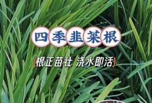 韭菜水的时间和方法（春夏秋冬如何浇水，科学养护韭菜）